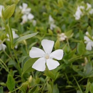 Vinca minor f. alba 'Gertrude Jekyll' ---